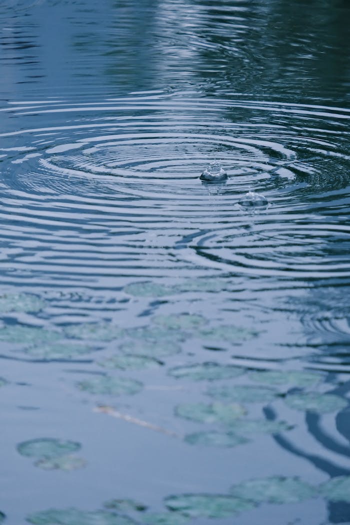 About Serene water scene featuring ripples and lily pads, captured outdoors.